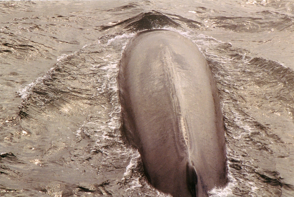 03 -Tadoussac (19).jpg